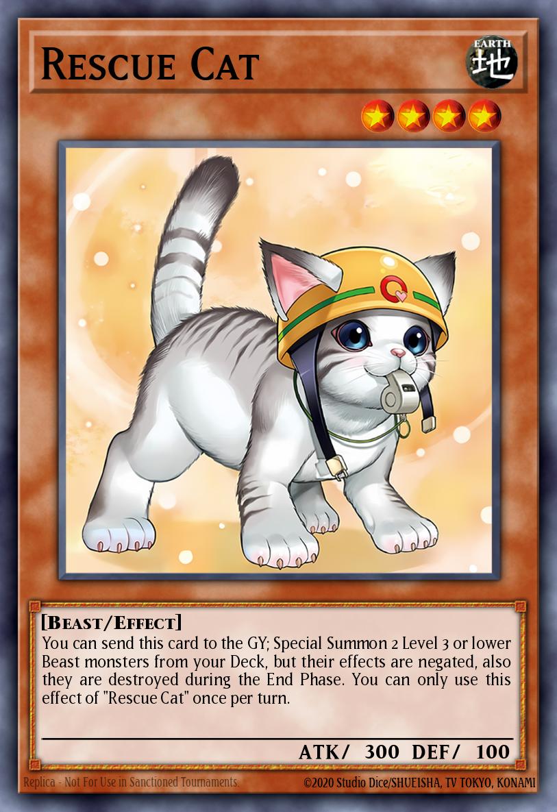 Rescue Cat